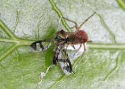 brisbaneinsects.com Agelen
