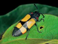 biodiversityexplorer.org Agelia