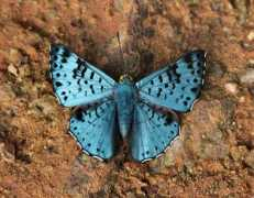 learnaboutbutterflies.com Agesilas