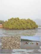 wgbis.ces.iisc.ernet.in Aghanashini