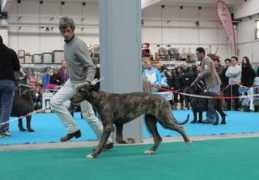 irish-wolfhound-special.de Aghita