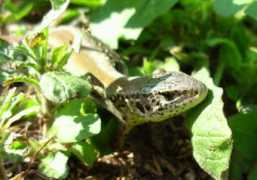 reptarium.cz Agilis