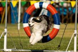 maxdogphotos.com Agility