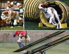 mylalaland.com Agility