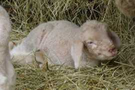 panoramio.com Agnellini