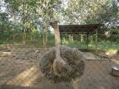 Agodi