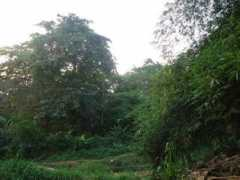 Agodi
