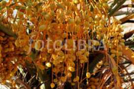 fotolibra.com Agourd