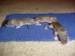 attackrabbit.net Agouti