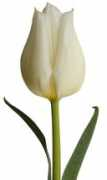 sunvalleyfloral.com Agras