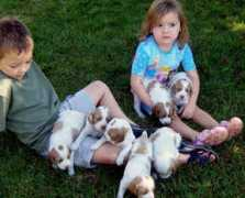 gotpetsonline.com Aharrah