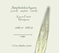Ahyan