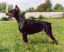 dobermann.ru Aidelina