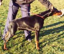 dobermann.ru Aidelina
