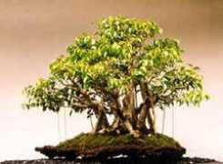 fukubonsai.com Aikane