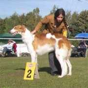 barzoi.be Ailicia