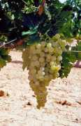 burridgewine.com Airen