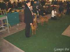 gampi-pei.com Airiny