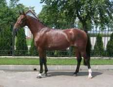 rushannoveraner.com Aisberg