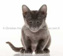 prisedevue.com Aittouares