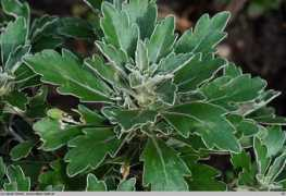 atlas-roslin.pl Ajania