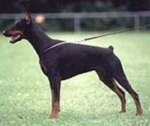 dobermann-review.com Ajoko