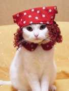 caterwauling.com Akage