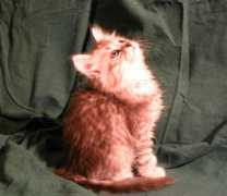 siberiancat.ca Akalina