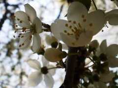 foto.delfi.lt Akeles