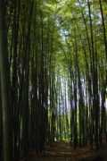 fakasugai.exblog.jp Akemie
