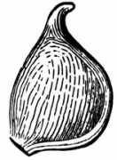 Akene
