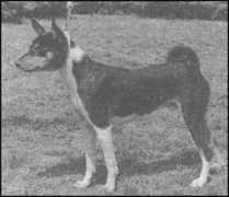 basenji.junix.cz Aketi