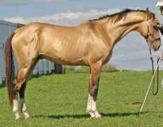 theequinest.com Akhal