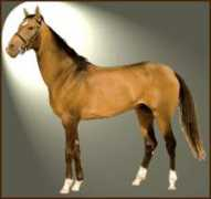 horsedirectory.com.au Akhal