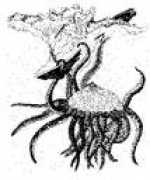Akho