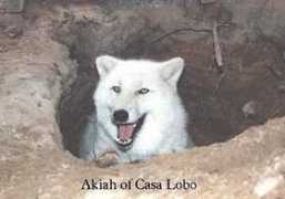 Akiah