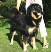 tibet-mastiff.at Akiara
