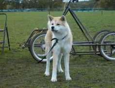 eiswolf.net Akitainu