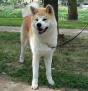 agraria.org Akitainu