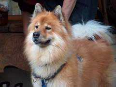 dogster.com Akitaka