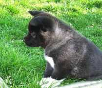 gotdogsonline.com Akitas