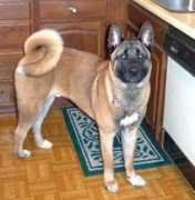 gotdogsonline.com Akitas