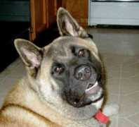 gotdogsonline.com Akitas