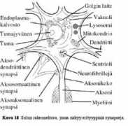 biomag.hus.fi Aksoni