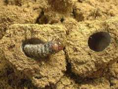 judge.fool.jp Alagari