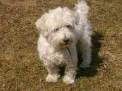 gallery.site.hu Alakom