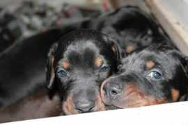 personal.inet.fi Alakopsa