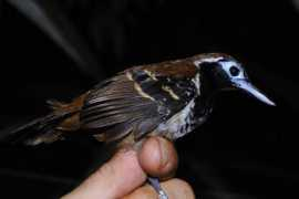 oiseaux.net Alapi