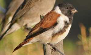 biodiversityexplorer.org Alario