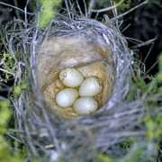 biodiversityexplorer.org Alario